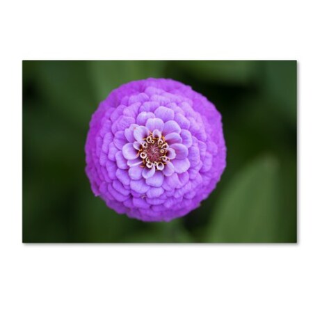 Trademark Fine Art Jason Shaffer 'Purple Flower' Canvas Art, 16x24 JS0105-C1624GG